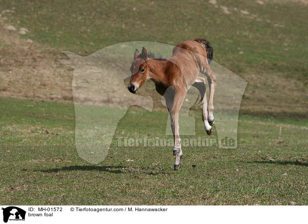 braunes Fohlen / brown foal / MH-01572