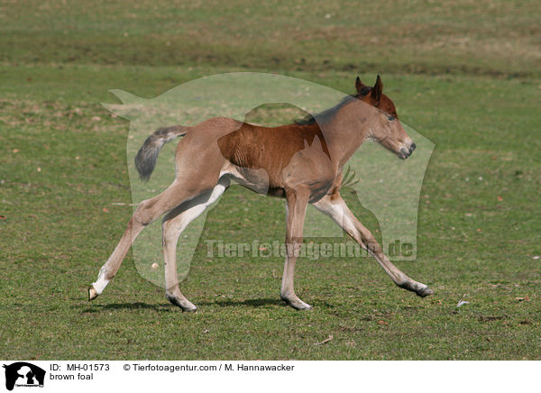 braunes Fohlen / brown foal / MH-01573