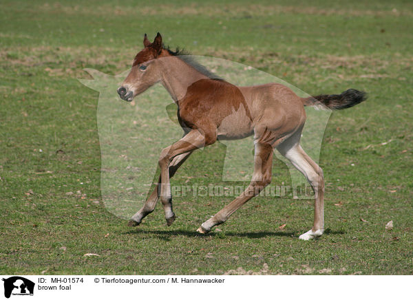braunes Fohlen / brown foal / MH-01574