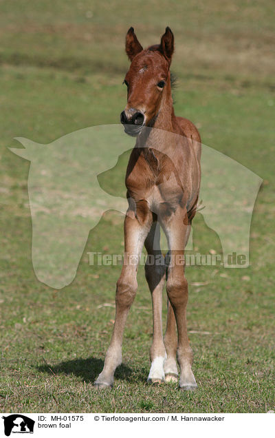 braunes Fohlen / brown foal / MH-01575