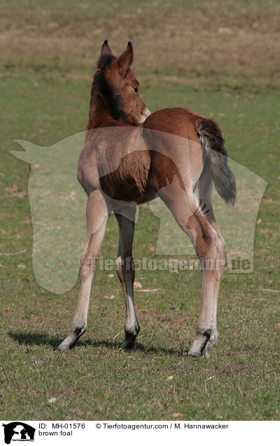 braunes Fohlen / brown foal / MH-01576
