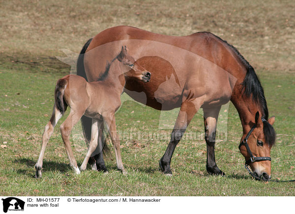 Stute mit Fohlen / mare with foal / MH-01577