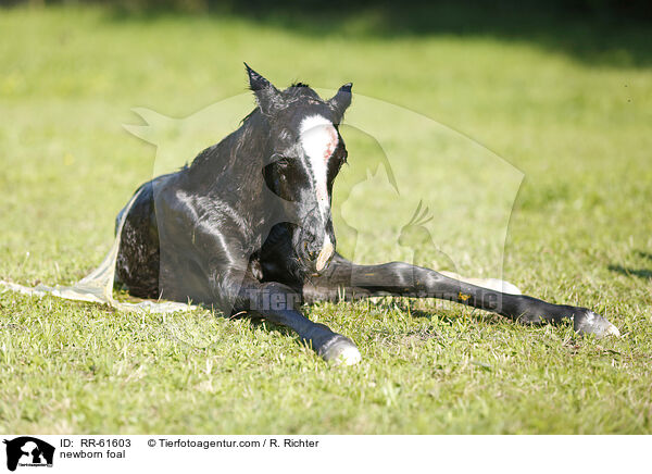 neugeborenes Fohlen / newborn foal / RR-61603