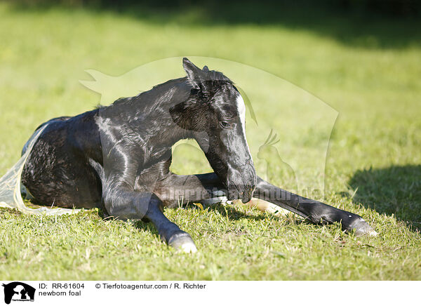 neugeborenes Fohlen / newborn foal / RR-61604