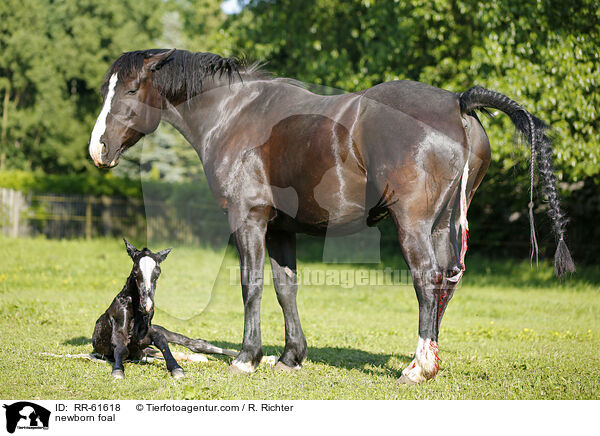 neugeborenes Fohlen / newborn foal / RR-61618