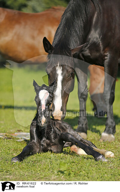 neugeborenes Fohlen / newborn foal / RR-61622
