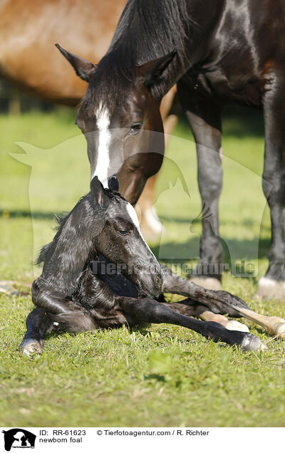 neugeborenes Fohlen / newborn foal / RR-61623