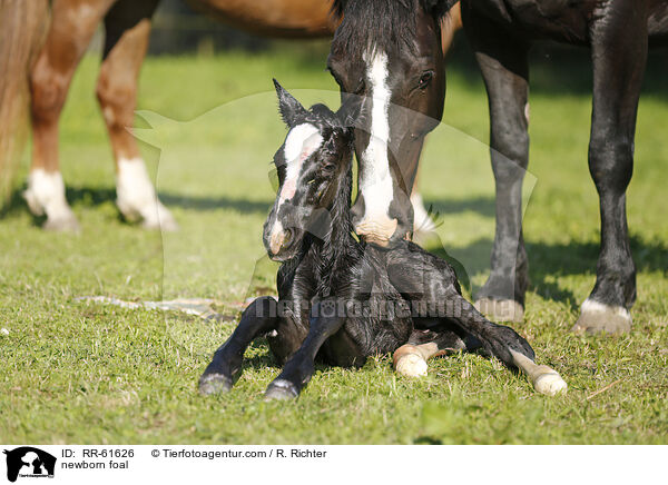neugeborenes Fohlen / newborn foal / RR-61626