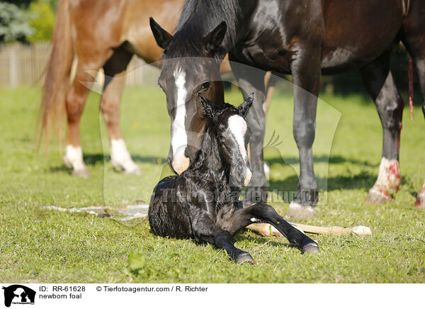newborn foal / RR-61628