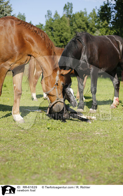 neugeborenes Fohlen / newborn foal / RR-61629