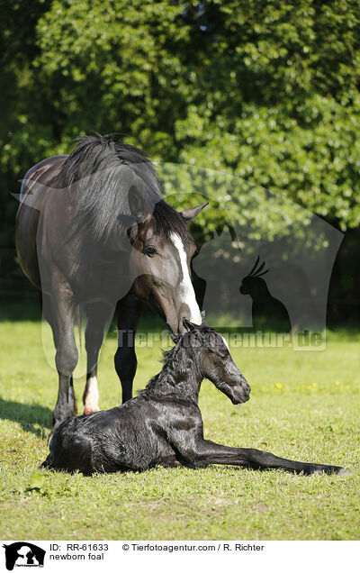 newborn foal / RR-61633