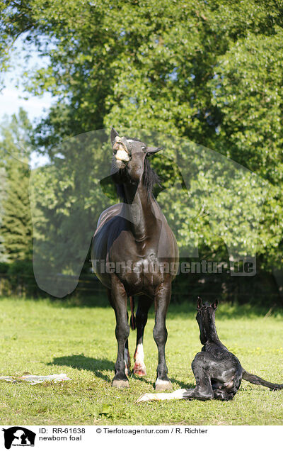 newborn foal / RR-61638