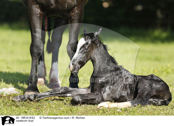 newborn foal / RR-61642