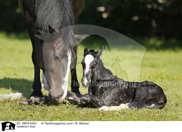 neugeborenes Fohlen / newborn foal / RR-61643