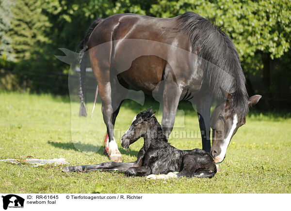 newborn foal / RR-61645