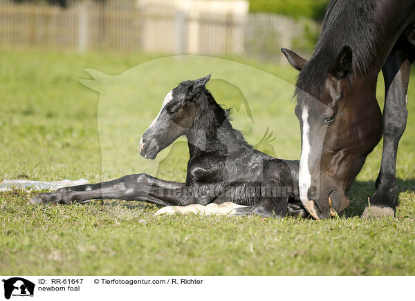 neugeborenes Fohlen / newborn foal / RR-61647