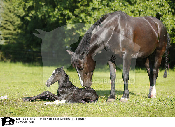 neugeborenes Fohlen / newborn foal / RR-61648