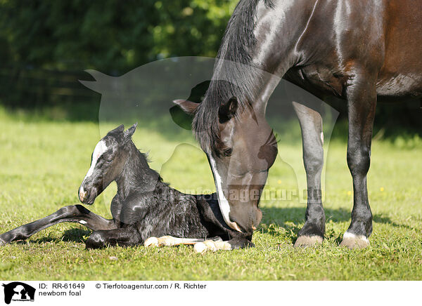 neugeborenes Fohlen / newborn foal / RR-61649