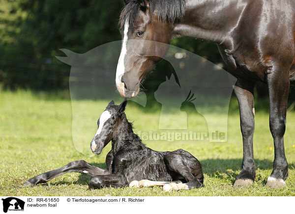 newborn foal / RR-61650