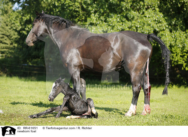 neugeborenes Fohlen / newborn foal / RR-61651