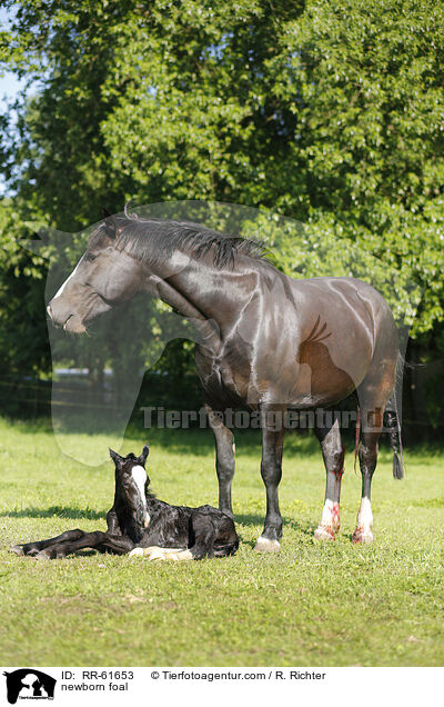 neugeborenes Fohlen / newborn foal / RR-61653