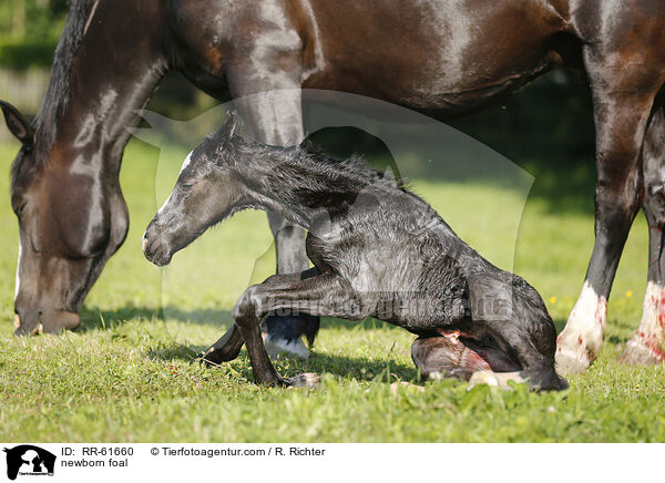 newborn foal / RR-61660