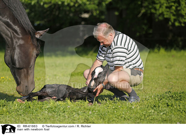 man with newborn foal / RR-61663