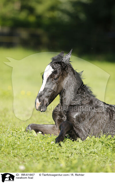 neugeborenes Fohlen / newborn foal / RR-61667