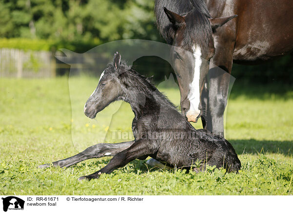 neugeborenes Fohlen / newborn foal / RR-61671