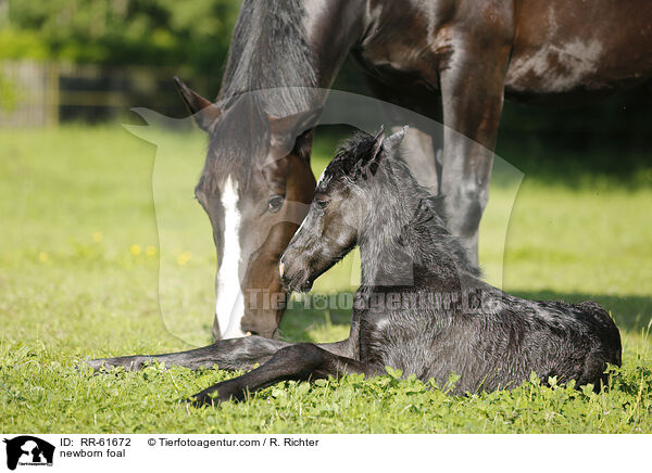 neugeborenes Fohlen / newborn foal / RR-61672