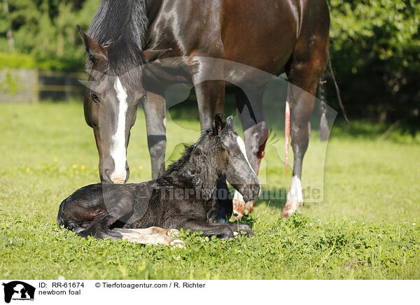 neugeborenes Fohlen / newborn foal / RR-61674