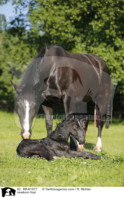 newborn foal / RR-61677