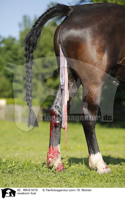 neugeborenes Fohlen / newborn foal / RR-61678