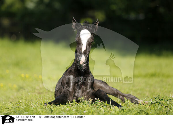 newborn foal / RR-61679
