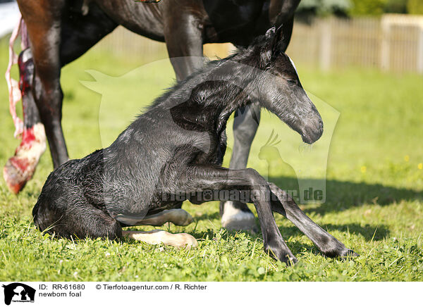 newborn foal / RR-61680