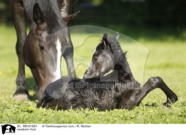 neugeborenes Fohlen / newborn foal / RR-61681