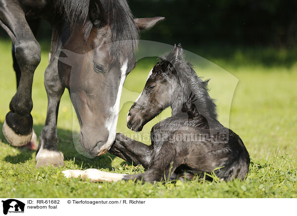 newborn foal / RR-61682