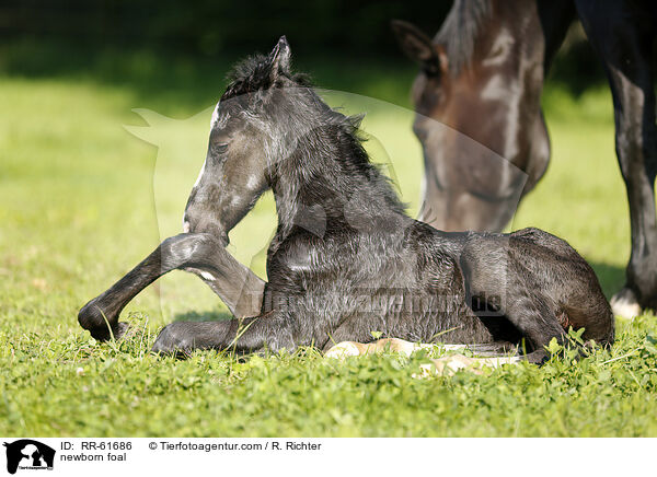 neugeborenes Fohlen / newborn foal / RR-61686