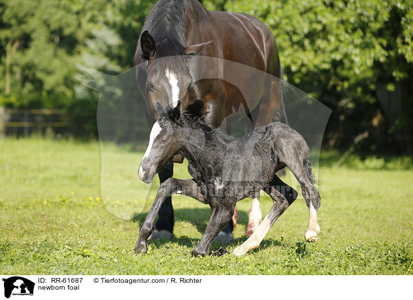 neugeborenes Fohlen / newborn foal / RR-61687