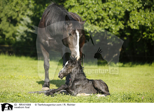 neugeborenes Fohlen / newborn foal / RR-61688