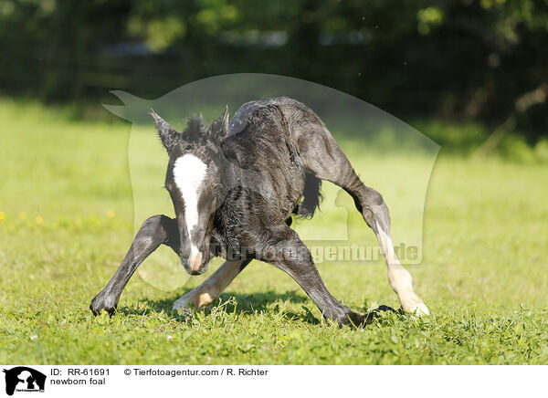 neugeborenes Fohlen / newborn foal / RR-61691