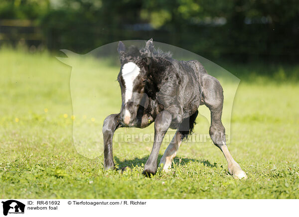 newborn foal / RR-61692