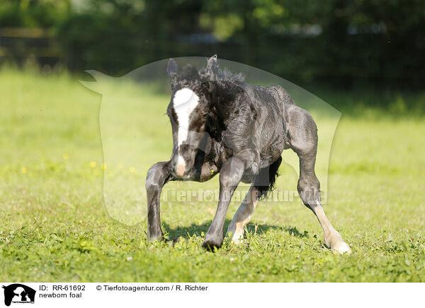 neugeborenes Fohlen / newborn foal / RR-61692