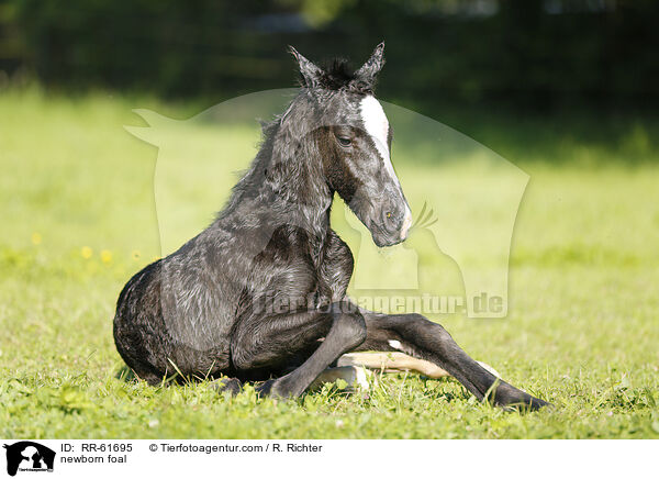 neugeborenes Fohlen / newborn foal / RR-61695