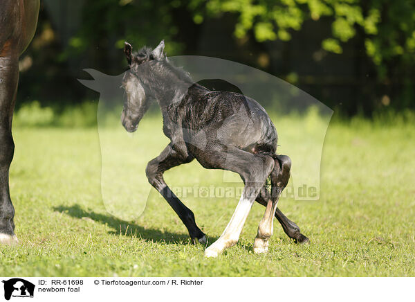 newborn foal / RR-61698