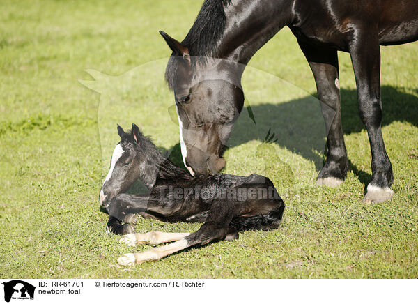 neugeborenes Fohlen / newborn foal / RR-61701