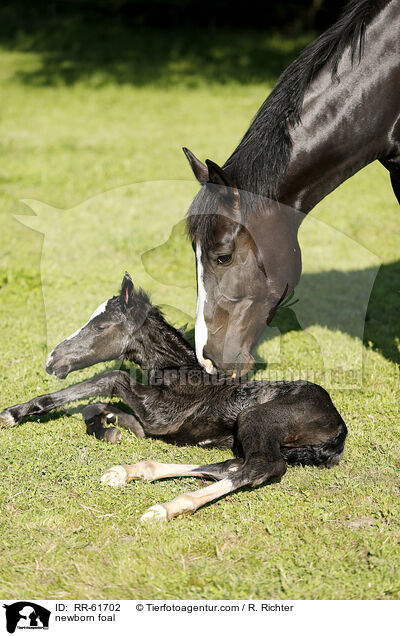newborn foal / RR-61702