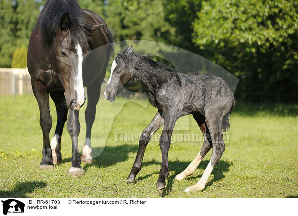 neugeborenes Fohlen / newborn foal / RR-61703