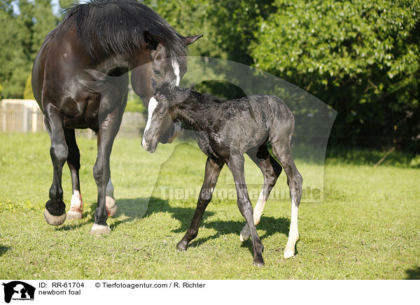 neugeborenes Fohlen / newborn foal / RR-61704