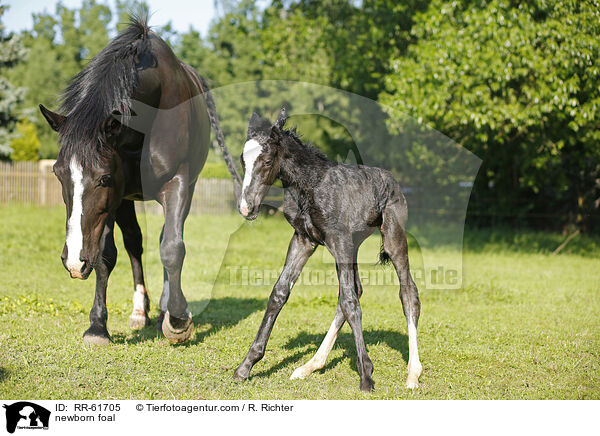 neugeborenes Fohlen / newborn foal / RR-61705